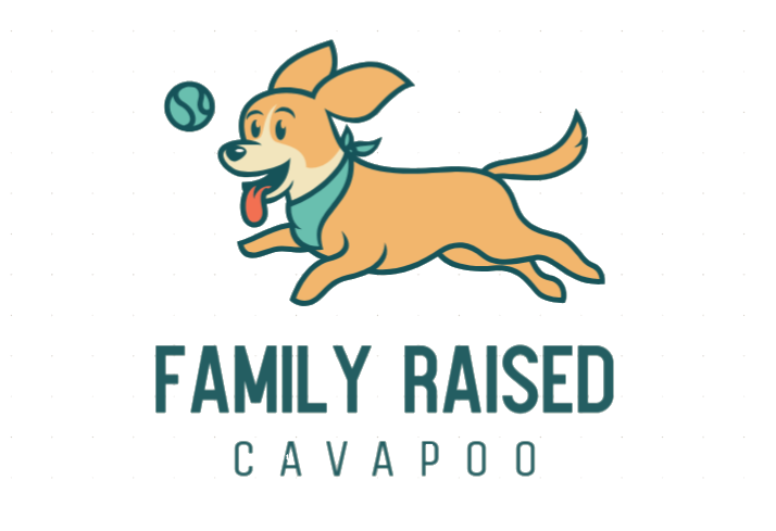 Family raised Cavapoo | buy cavoodle puppy online USA